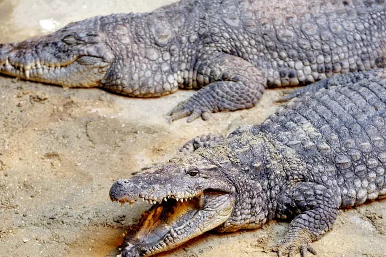 Orrore in Gran Bretagna, bimbo spinto nel recinto dei coccodrilli e azzannato