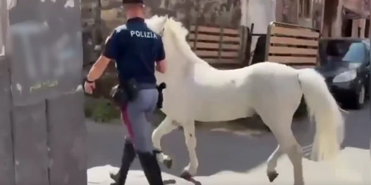 Catania, blitz della Polizia nelle stalle abusive: 23 cavalli maltrattati, 13 sequestri e sette denunce. Il video