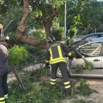 Sicilia, desertificazione in atto: imperativo piantare nuovi alberi