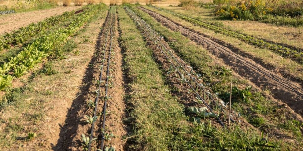 Risarcimenti troppo bassi per gli agricoltori siciliani, sospesi gli indennizzi per il maltempo