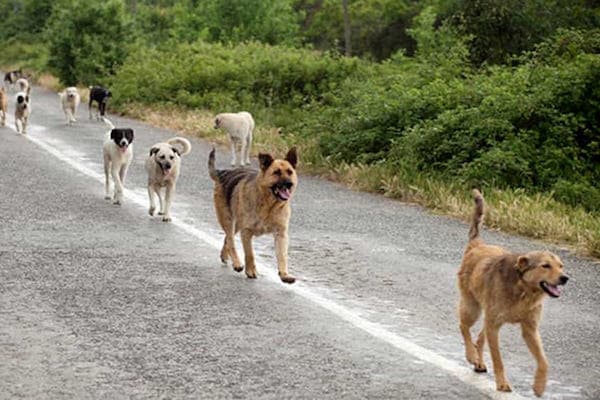 La gestione dei cani randagi in Sicilia, pronto il decreto