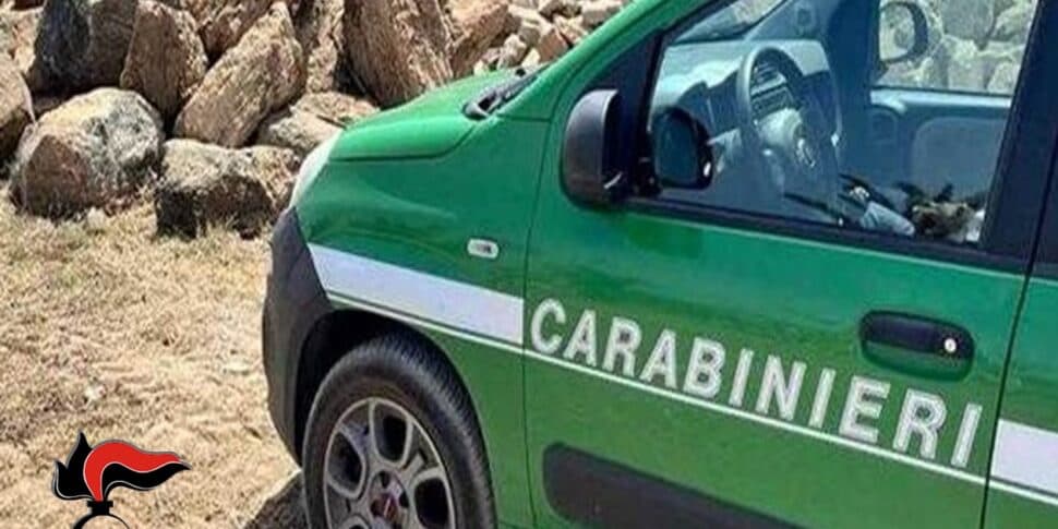 Truffe e maltrattamenti di cani, denunciata una falsa veterinaria in provincia di Palermo