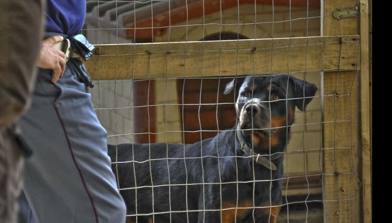 Anziano muore sbranato da due rottweiler nel Salento