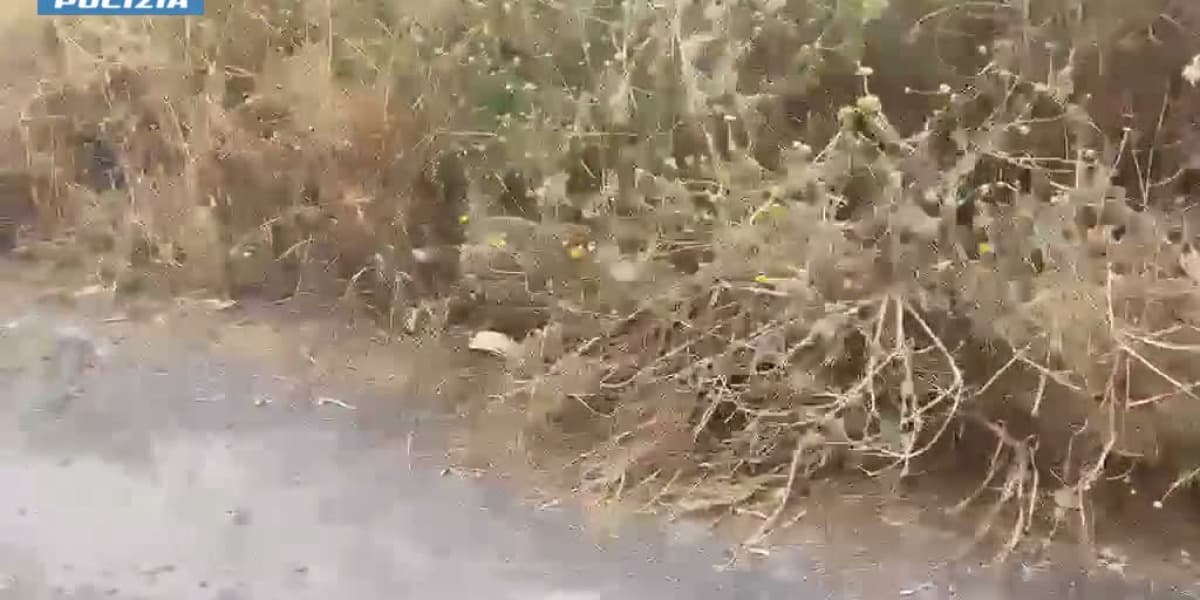 Droga tra i rifiuti a Catania, il cane Ares trova 11 chili di sostanza stupefacente. Il video
