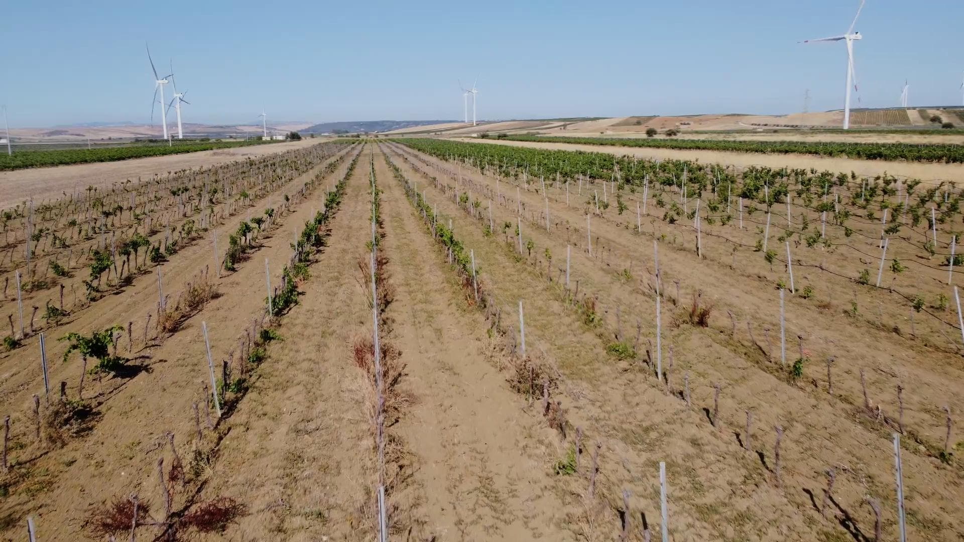 Vendemmia, la «tempesta perfetta» in Sicilia: meno uva, acqua che manca e prezzi in picchiata