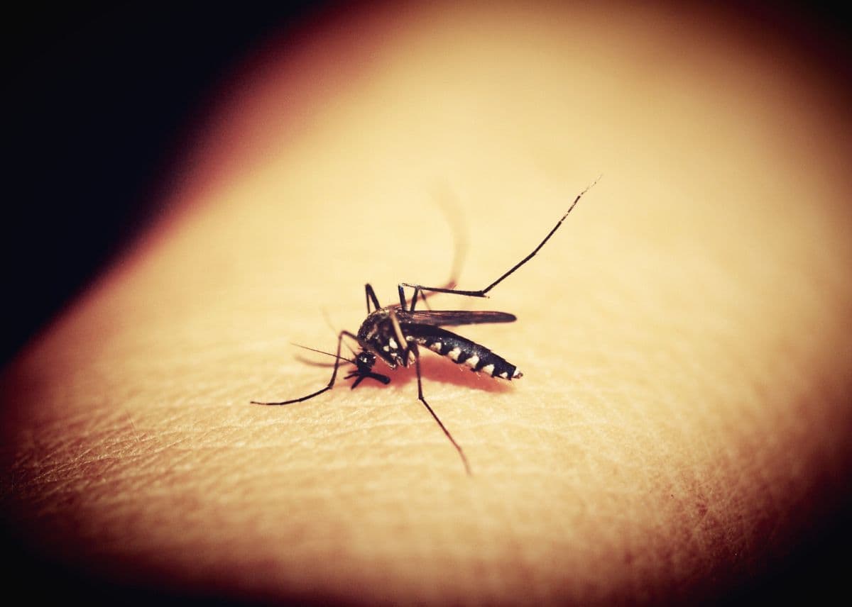 Un caso accertato di Dengue a Monfalcone, disposta la disinfestazione