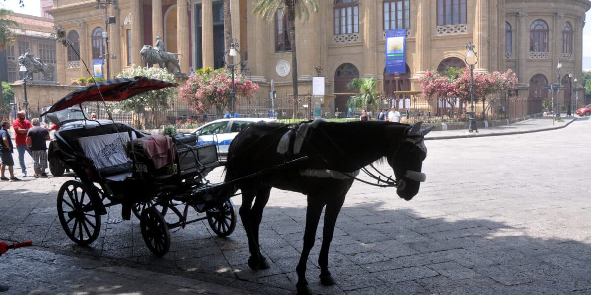 Palermo, nuova ordinanza per il benessere dei cavalli: ulteriori restrizioni nelle ore più calde