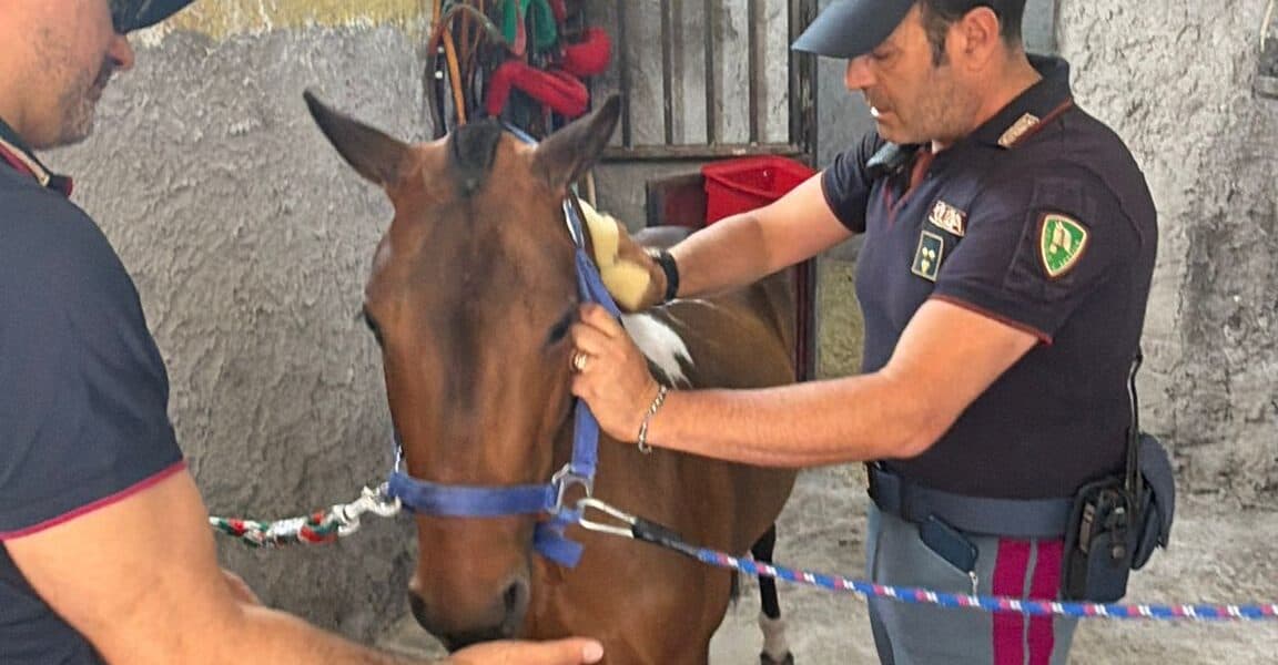 Catania, pony rinchiuso in una stalla abusiva e cani lasciati senza cibo: blitz a San Cristoforo. Le foto