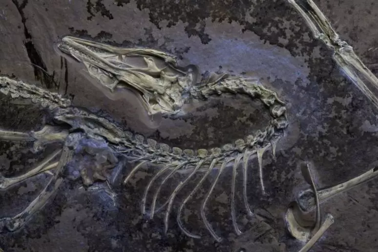 Scoperta in Cina una nuova specie di dinosauro con ali e piume