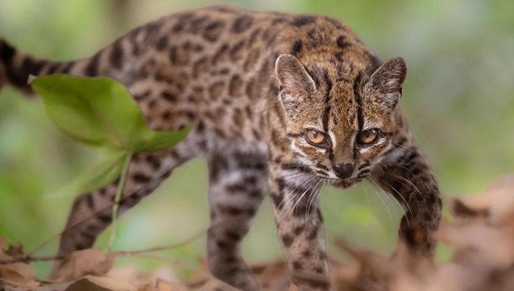 In Bolivia, identificata una nuova specie di felino: il gatto tilcayo