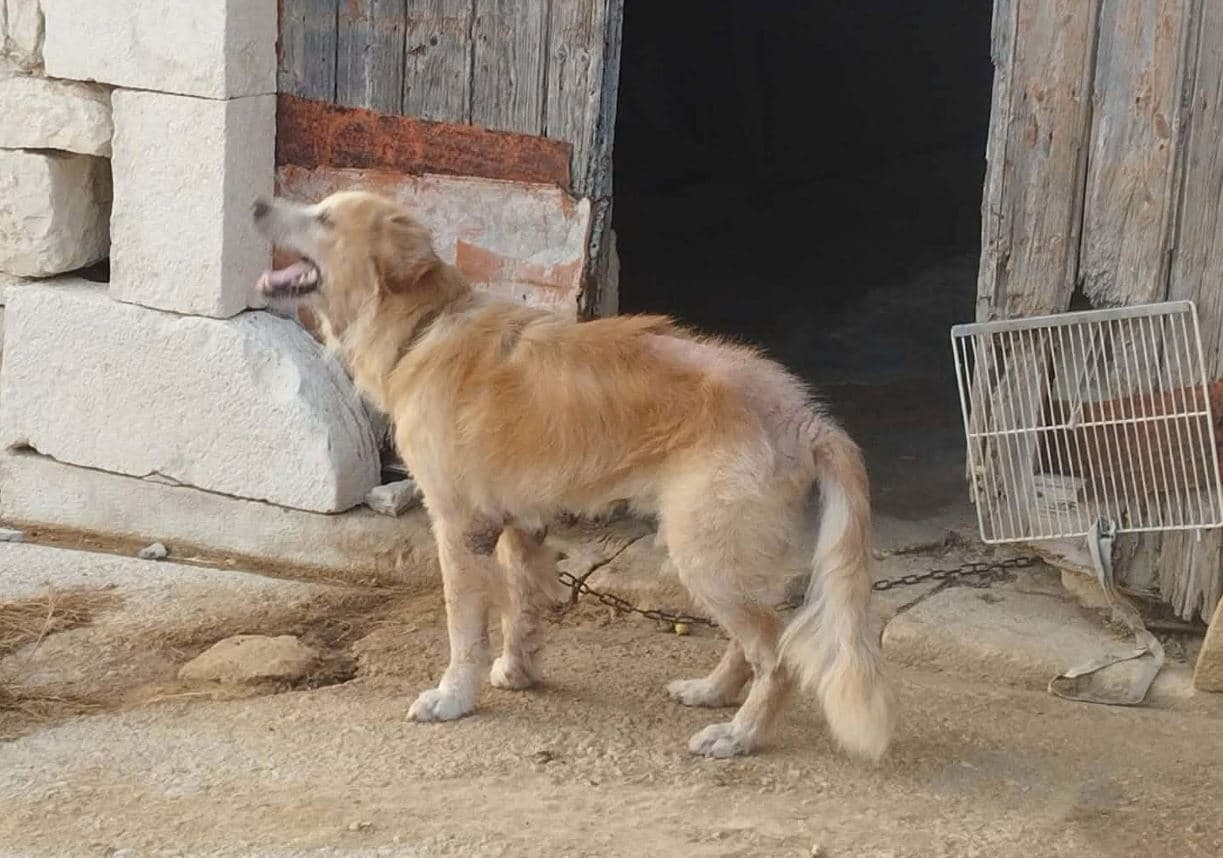 Dieci anni in catene, cane salvato dai volontari a Ragusa