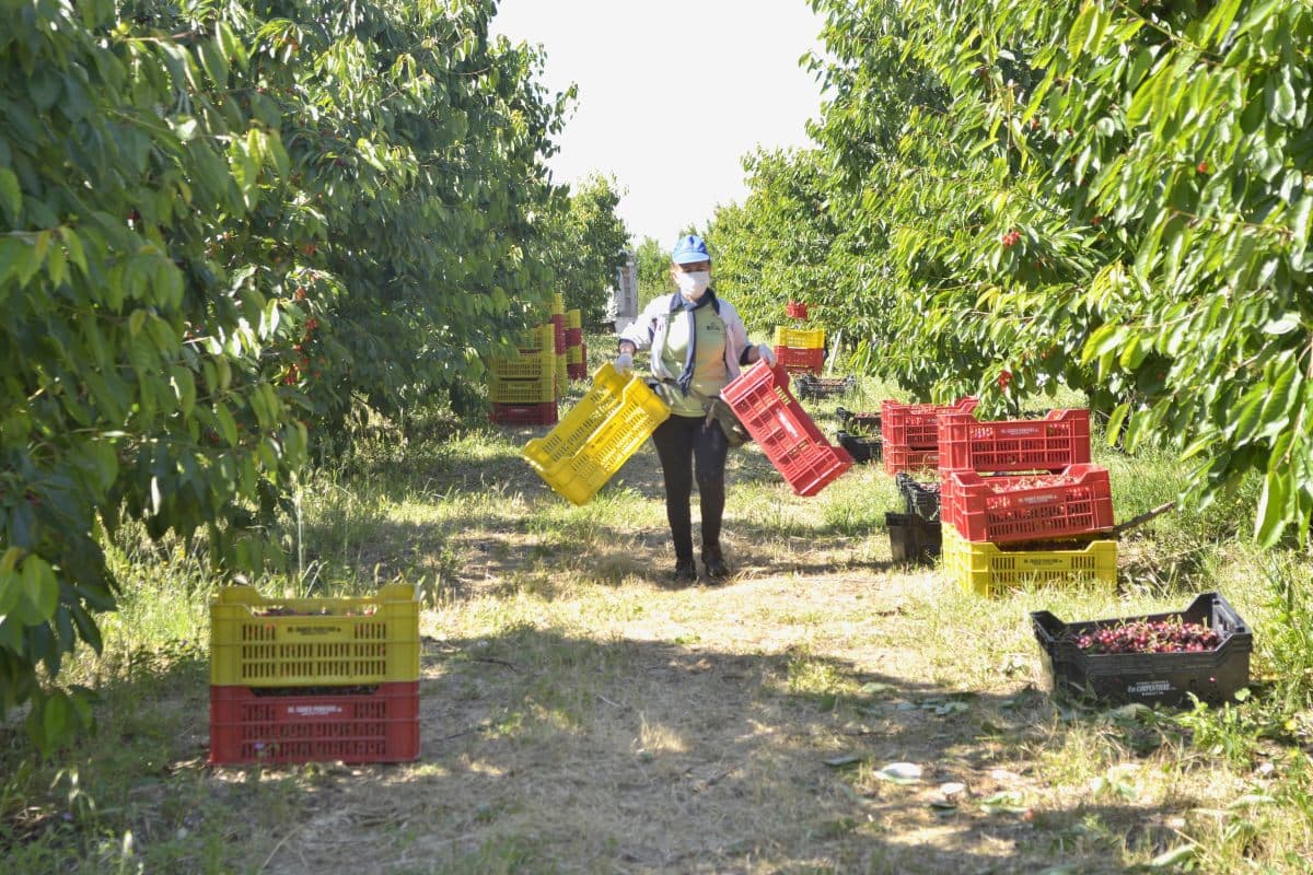 Ocse: occupazione ai massimi storici, ma la crescita rallenta