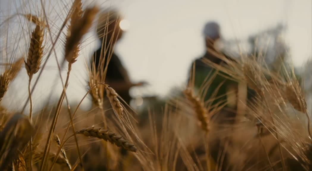 In Sicilia 50 milioni per i produttori di grano in crisi, l'Ars approva la norma