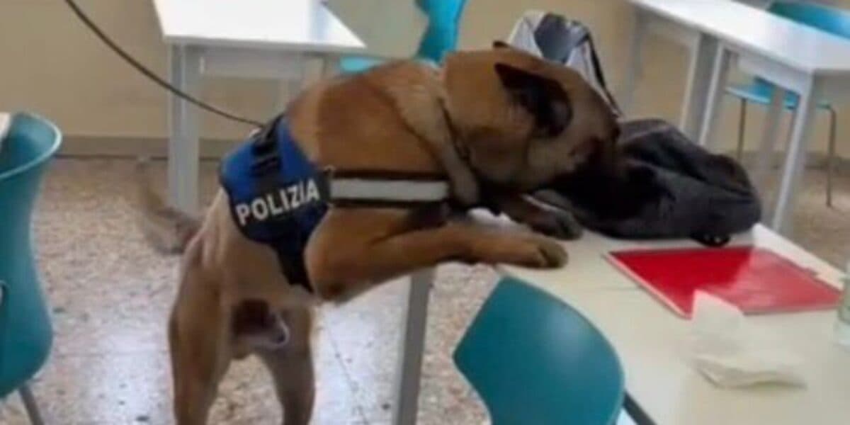 Droga tra i giovanissimi, la squadra cinofili della polizia di Stato tra i banchi di scuola. Il video