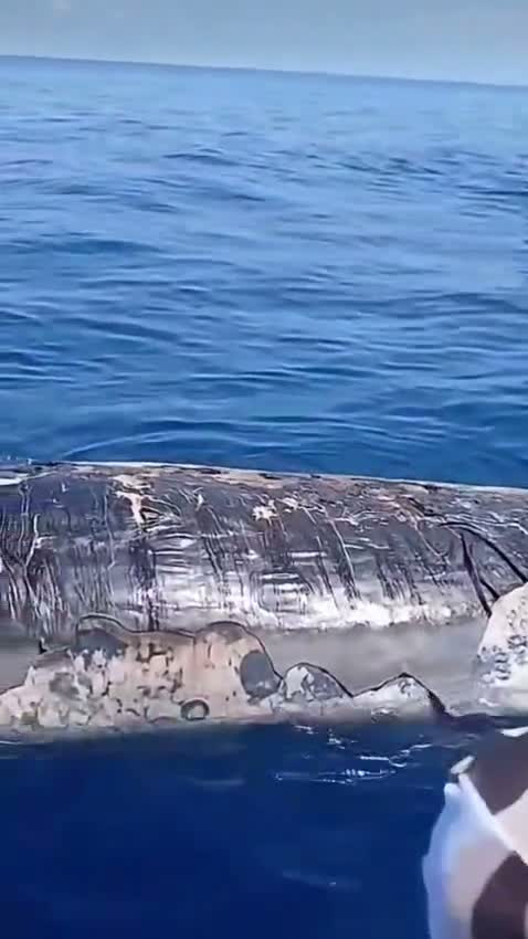 Salina, avvistato un capodoglio morto al largo dell'isola