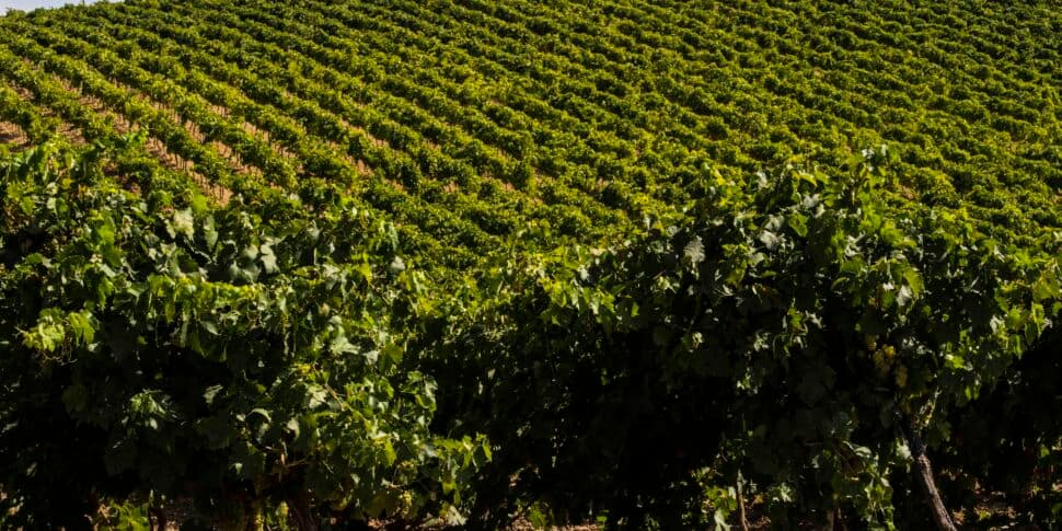Monreale brinda alla sua Doc: vino, ceramiche e cultura protagonisti della seconda giornata