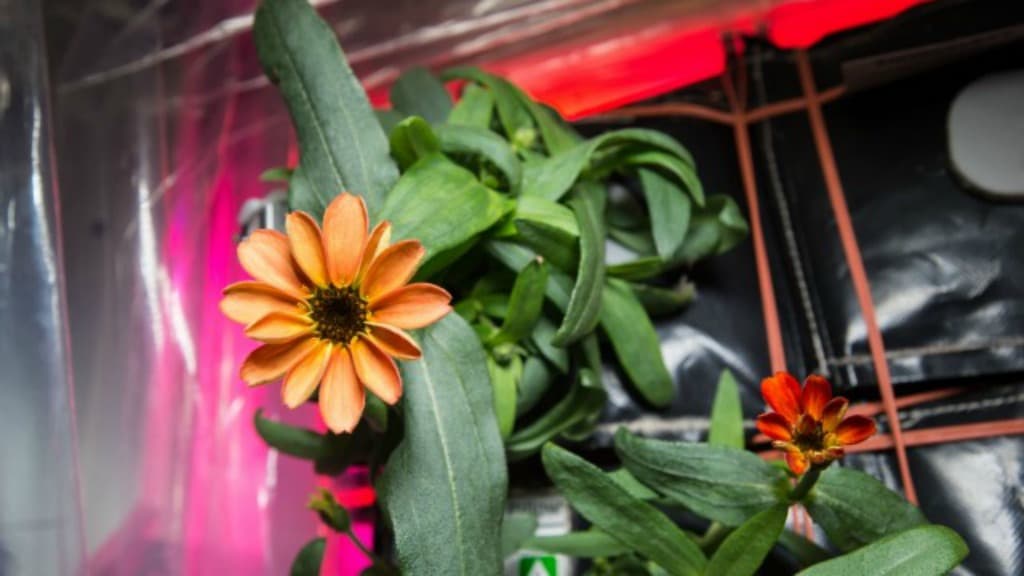 Anche un mazzo di fiori può essere stalking: la Cassazione conferma la condanna