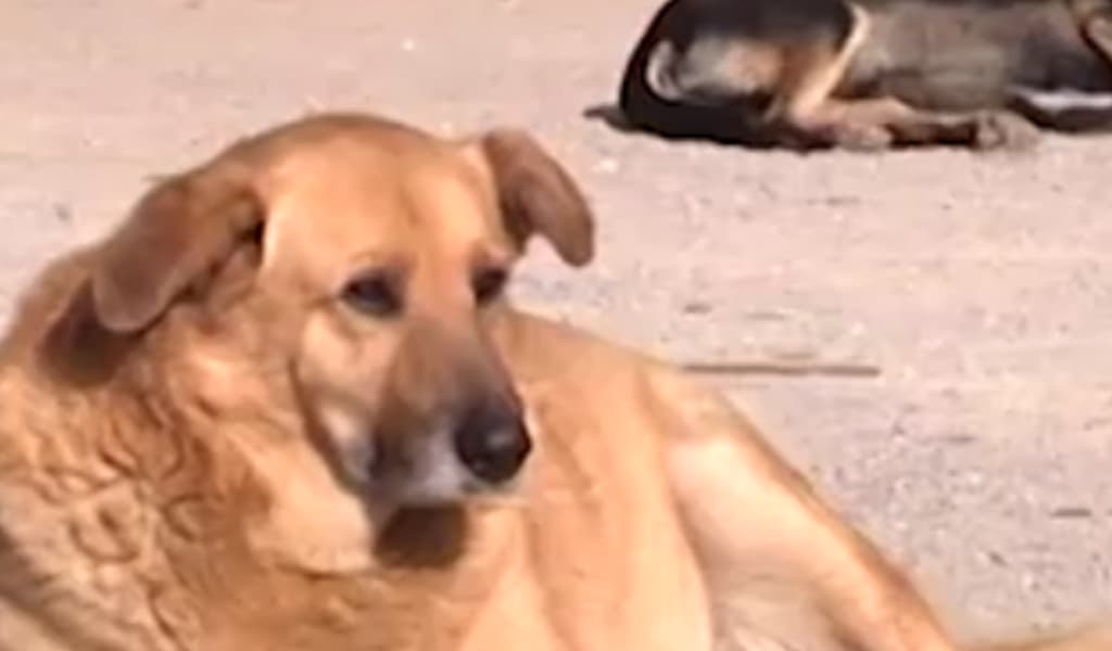 Caldo estremo, l'allarme del Codacons: «Proteggete gli animali, bastano pochi minuti per una tragedia»
