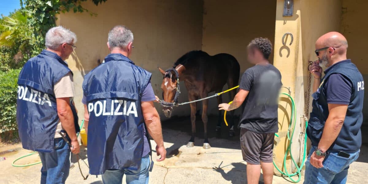 Corse clandestine di cavalli, la polizia blocca una gara a Caltagirone: nove indagati
