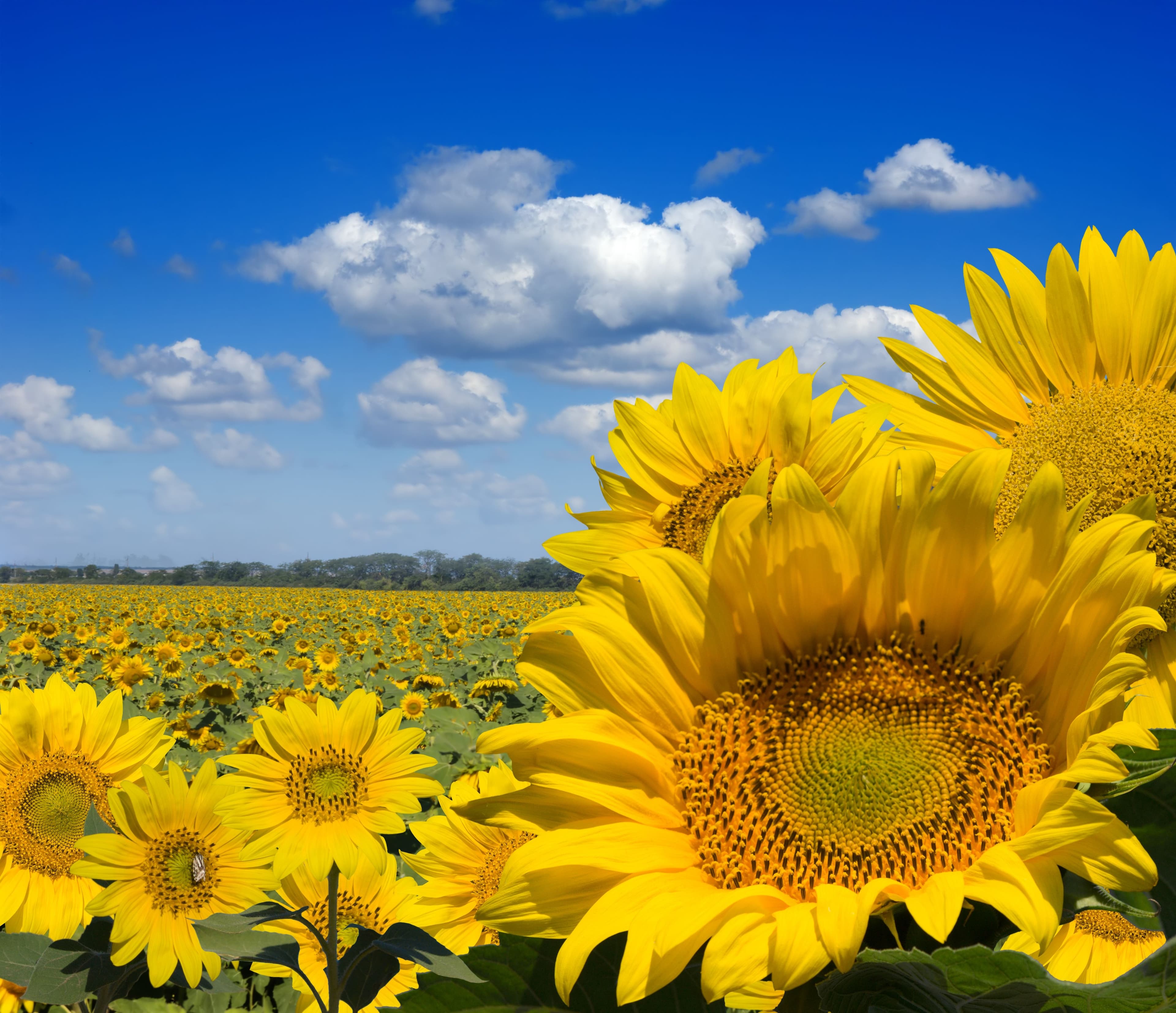 Giappone, i cervi divorano un milione di girasoli: evento cancellato a Fukushima