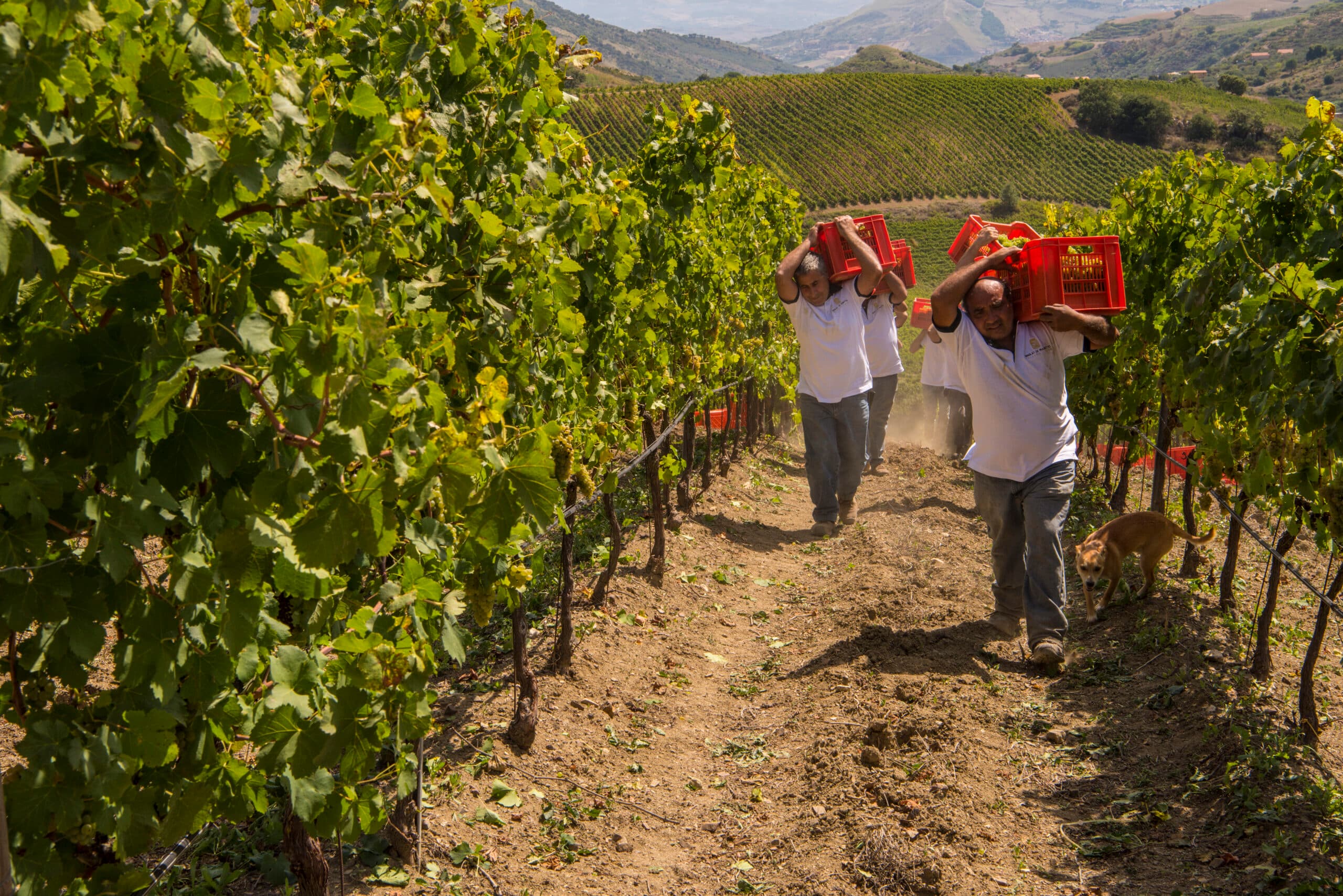 Col caldo la vendemmia gioca d'anticipo