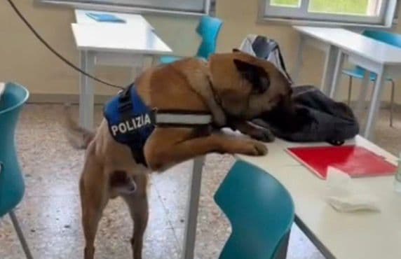 Catania, il cane anti droga Briska trova 300 grammi di erba a Nesima